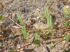 Scorpiurus muricatus