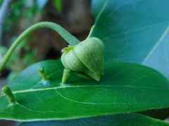 Annonaceae