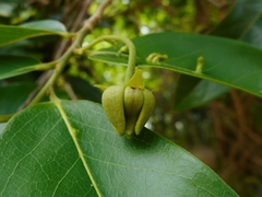 Annonaceae