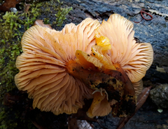 Heimiomyces velutipes
