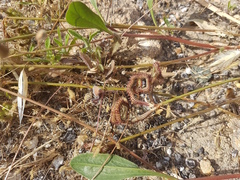 Scorpiurus muricatus