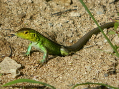 Cnemidophorus ruatanus