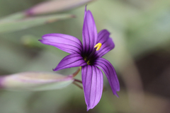 Sisyrinchium hitchcockii