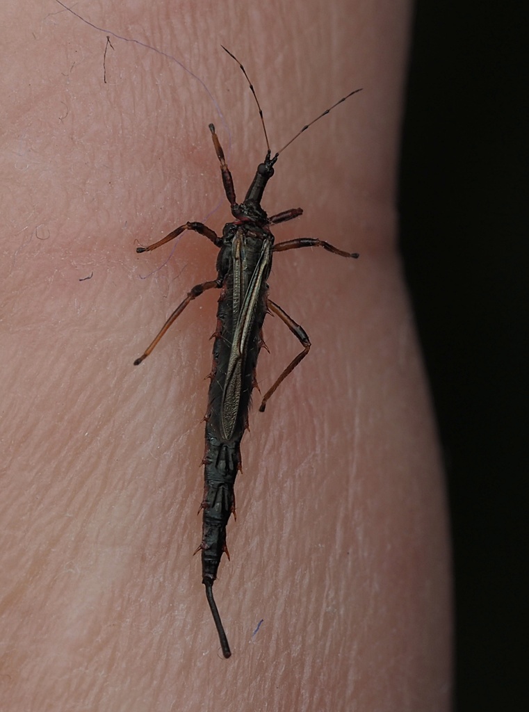 Giant Thrips