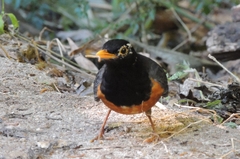 Turdus dissimilis