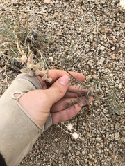 Astragalus sepultipes