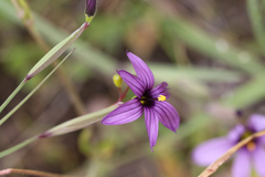 Sisyrinchium hitchcockii