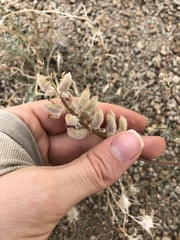Astragalus sepultipes