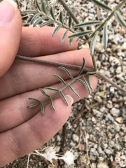 Astragalus sepultipes