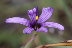 Sisyrinchium hitchcockii