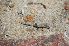 Cryptoblepharus litoralis