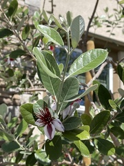 Feijoa sellowiana