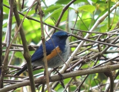 Tarsiger rufilatus