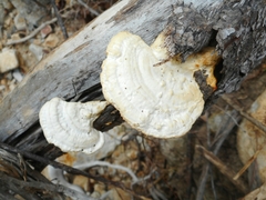 Trametes vespacea
