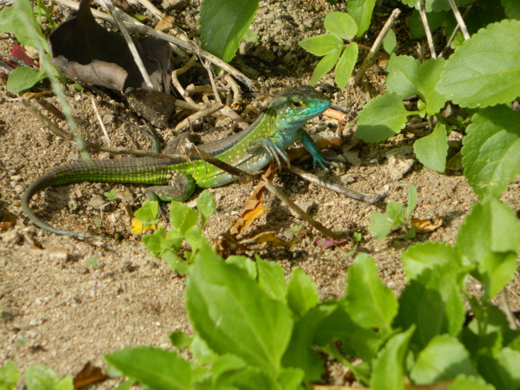Central American Whiptail