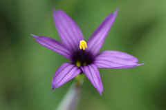 Sisyrinchium hitchcockii