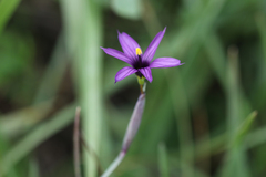 Sisyrinchium hitchcockii
