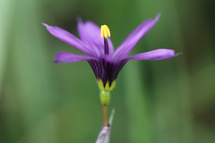 Sisyrinchium hitchcockii