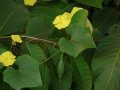 Luffa acutangula