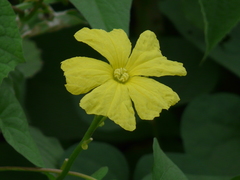 Luffa acutangula