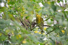 Setophaga tigrina