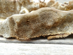 Trametes