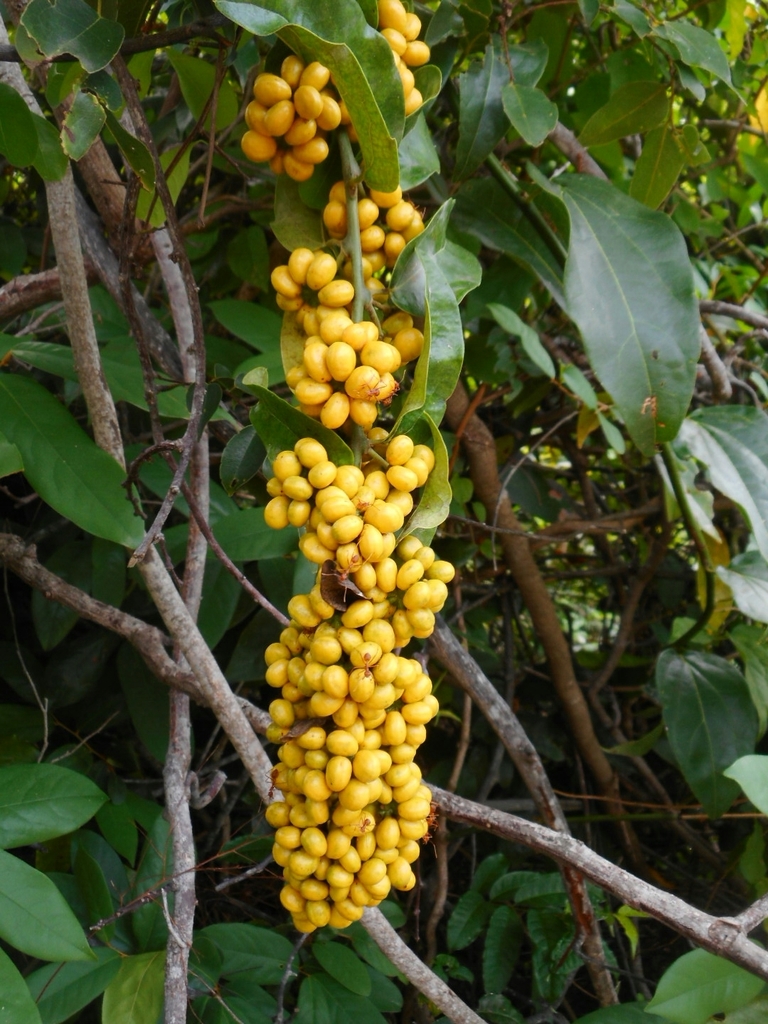 Tiliacora