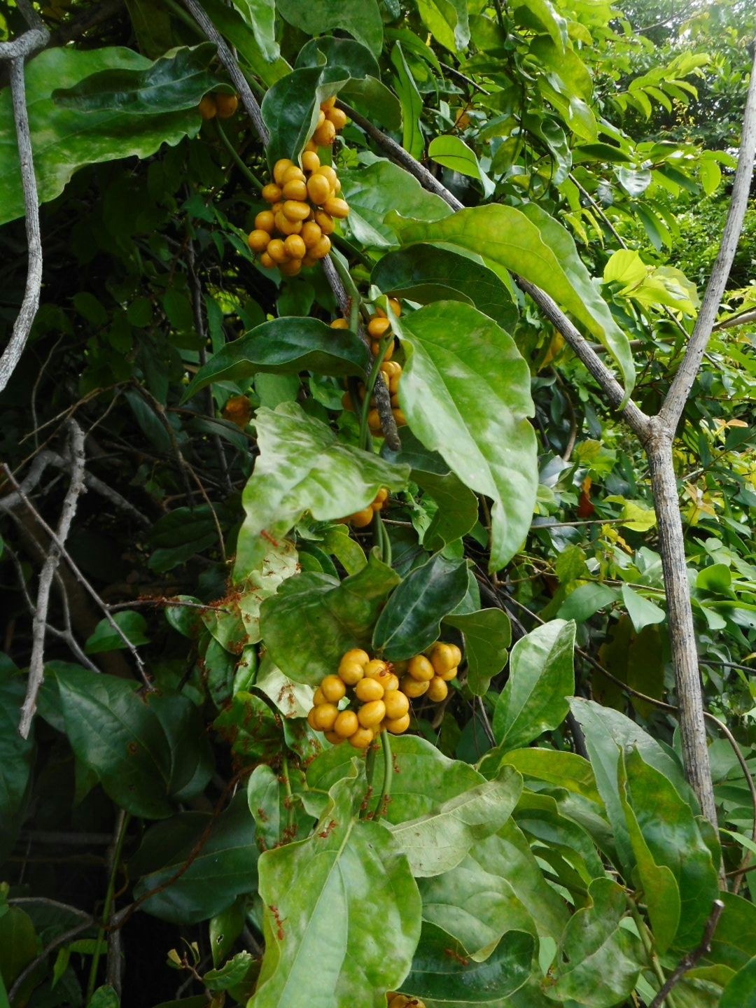Sương sâm — ảnh 2