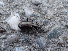 Loricera