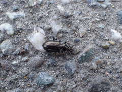 Loricera