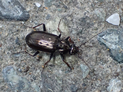 Loricera