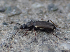 Loricera