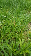 Carex duriuscula