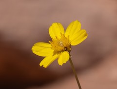 Thelesperma subnudum