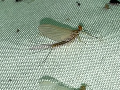 Ephemerella needhami