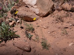 Thelesperma subnudum