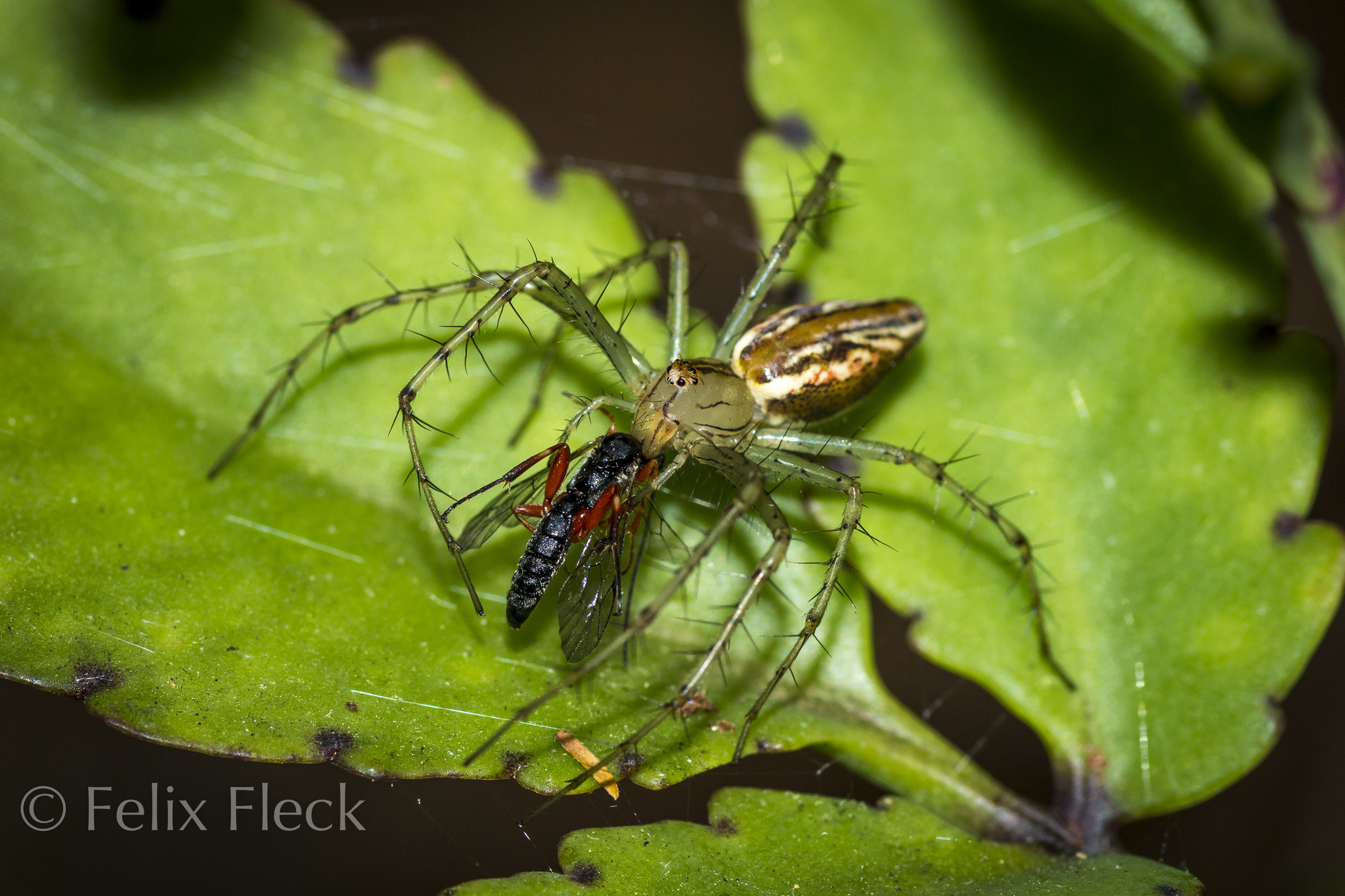 Peucetia rubrolineata image
