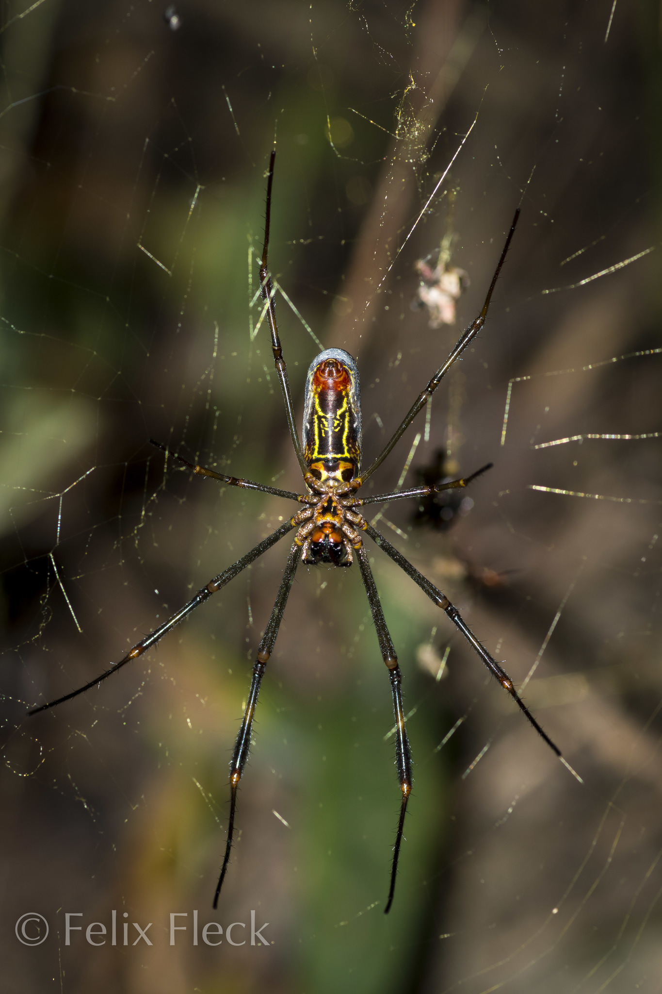 Trichonephila image
