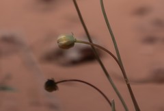 Thelesperma subnudum