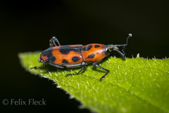 Rhodobaenus