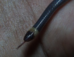 Enulius flavitorques
