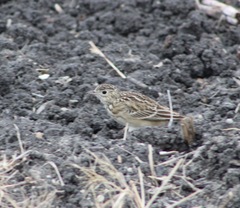 Anthus spragueii