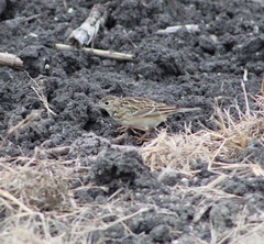 Anthus spragueii