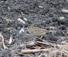 Anthus spragueii