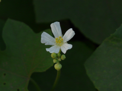 Bitter sponge (Luffa echinata)