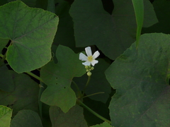 Luffa echinata
