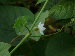 Luffa echinata