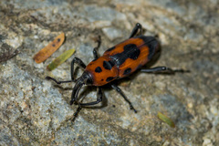 Rhodobaenus