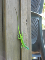 Anolis allisoni