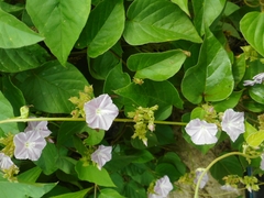 Jacquemontia paniculata